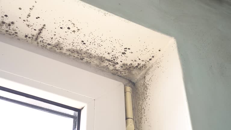 Mold Remediation for Rental Properties